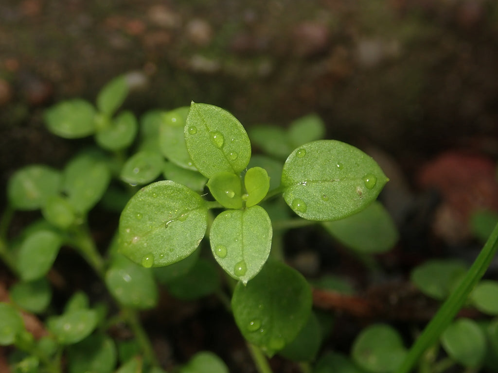 100 Chickweed Seeds - Stellaria media - Non-GMO Medicinal and Edible Plant