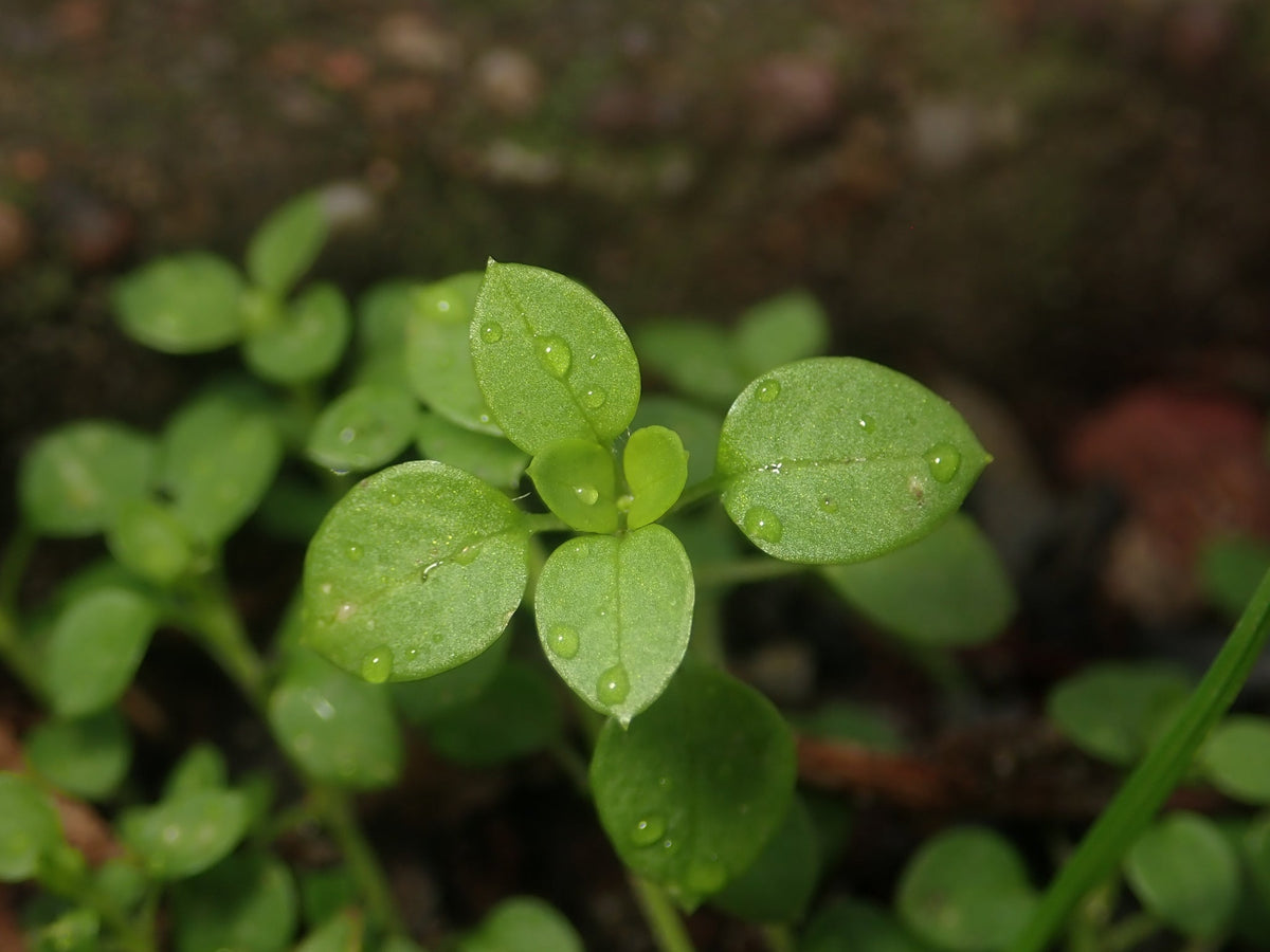 100 Chickweed Seeds - Stellaria media - Non-GMO Medicinal and Edible Plant