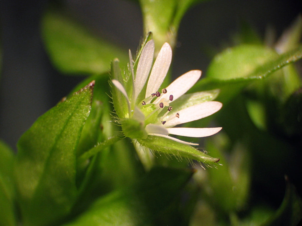 100 Chickweed Seeds - Stellaria media - Non-GMO Medicinal and Edible Plant