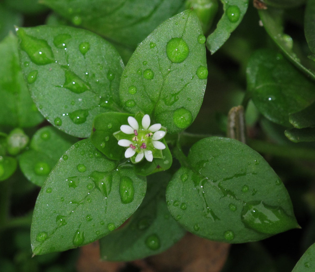 100 Chickweed Seeds - Stellaria media - Non-GMO Medicinal and Edible Plant