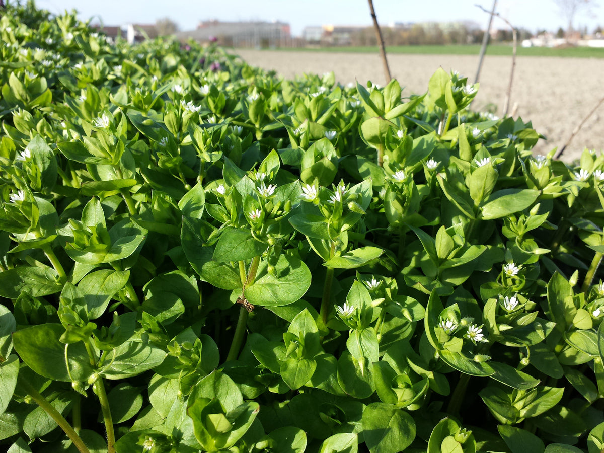 100 Chickweed Seeds - Stellaria media - Non-GMO Medicinal and Edible Plant