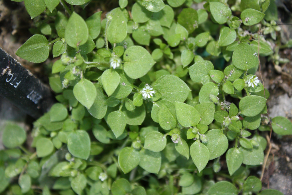 100 Chickweed Seeds - Stellaria media - Non-GMO Medicinal and Edible Plant