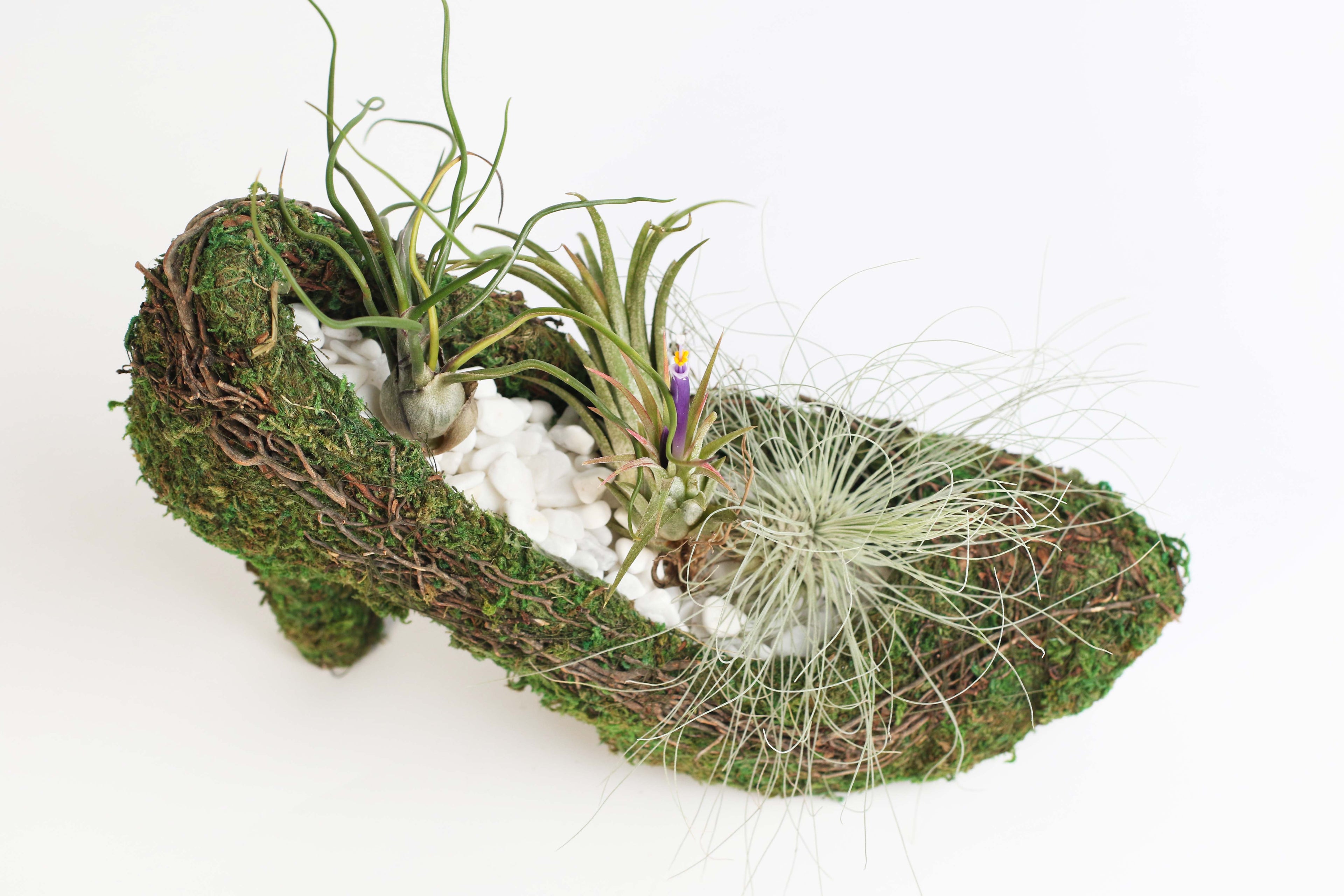 Stiletto Moss Planter Kit - DIY