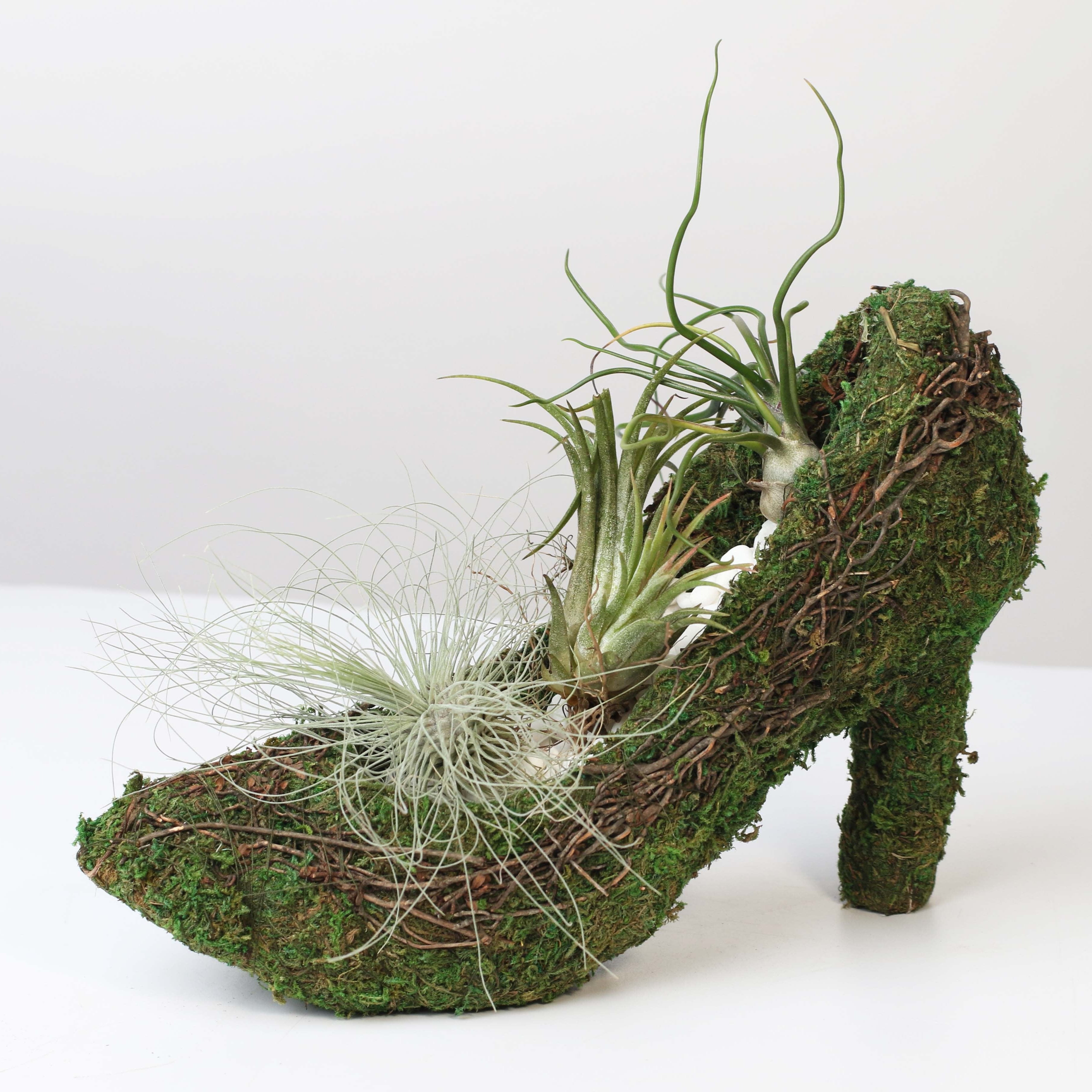 Stiletto Moss Planter Kit - DIY