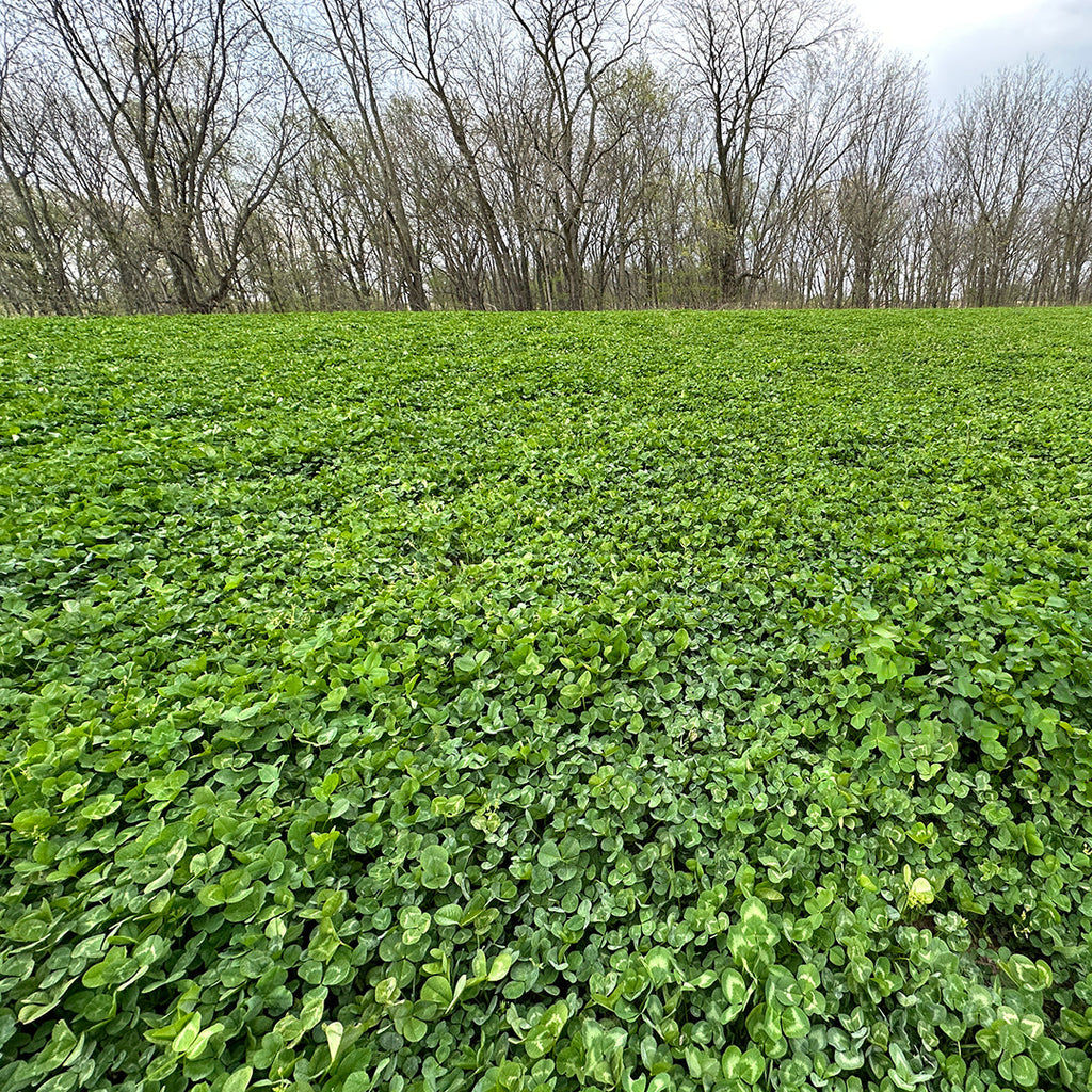 Clover Blend Food Plot Seed