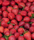 Quinault Everbearer Strawberry - 20 root divisions