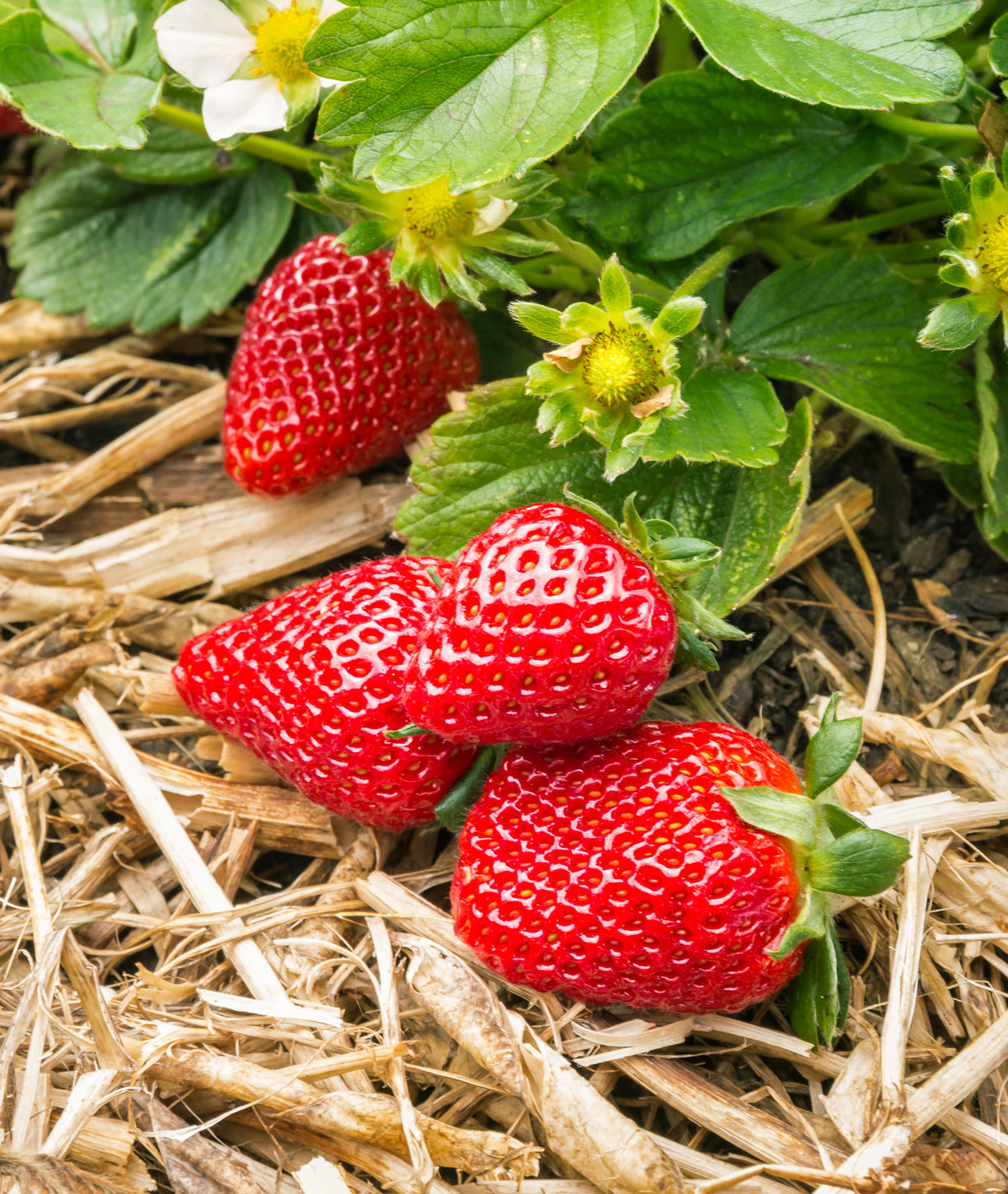 Albion Everbearer Strawberry - 20 root divisions