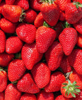 Ft. Laramie Everbearer Strawberry - 20 root divisions