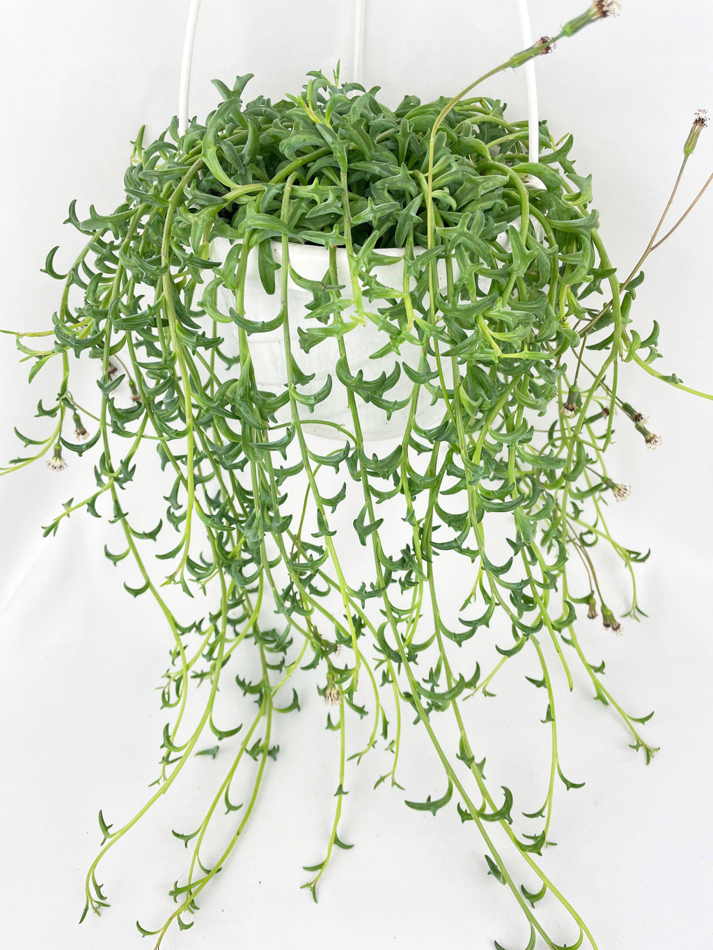 String of Dolphins