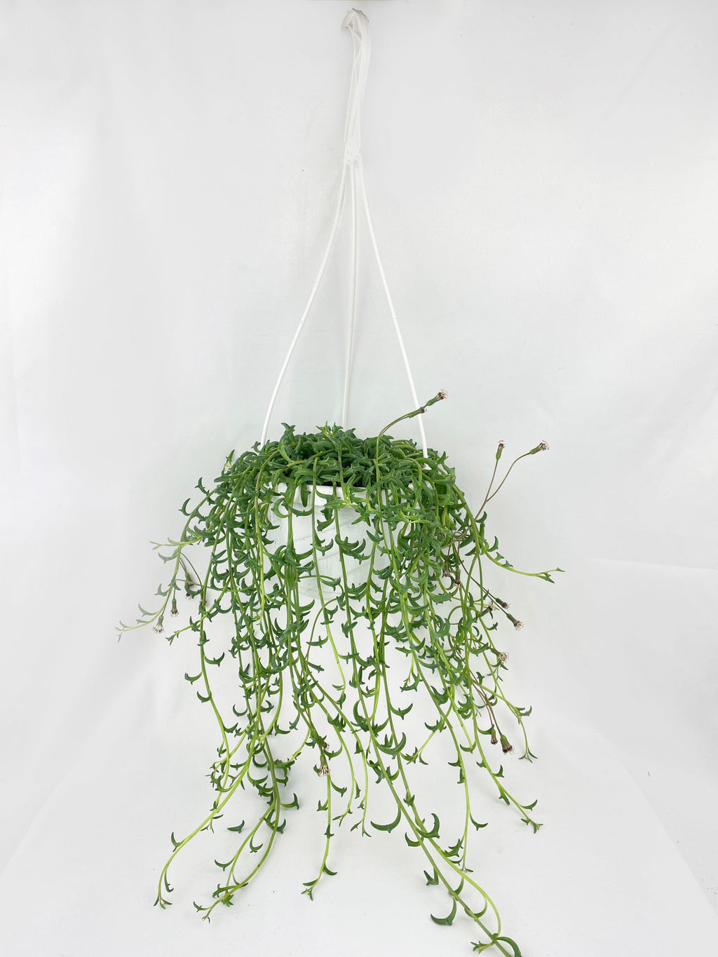 String of Dolphins