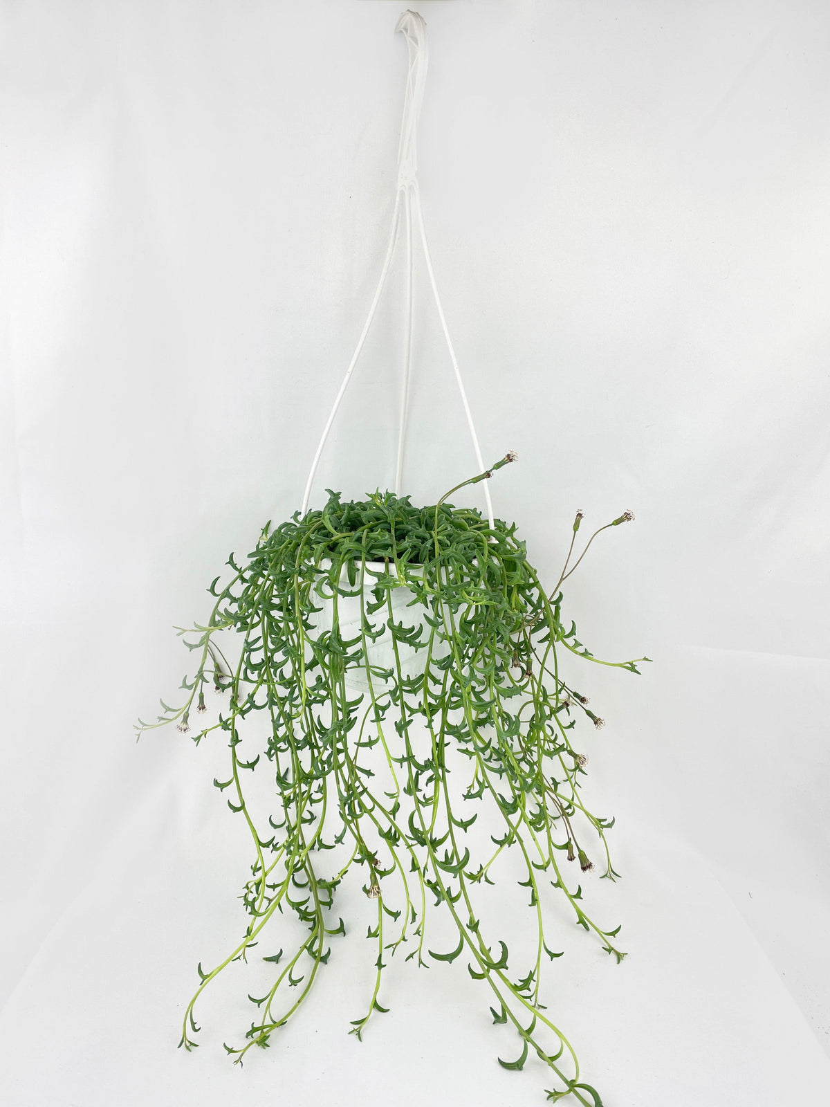 String of Dolphins