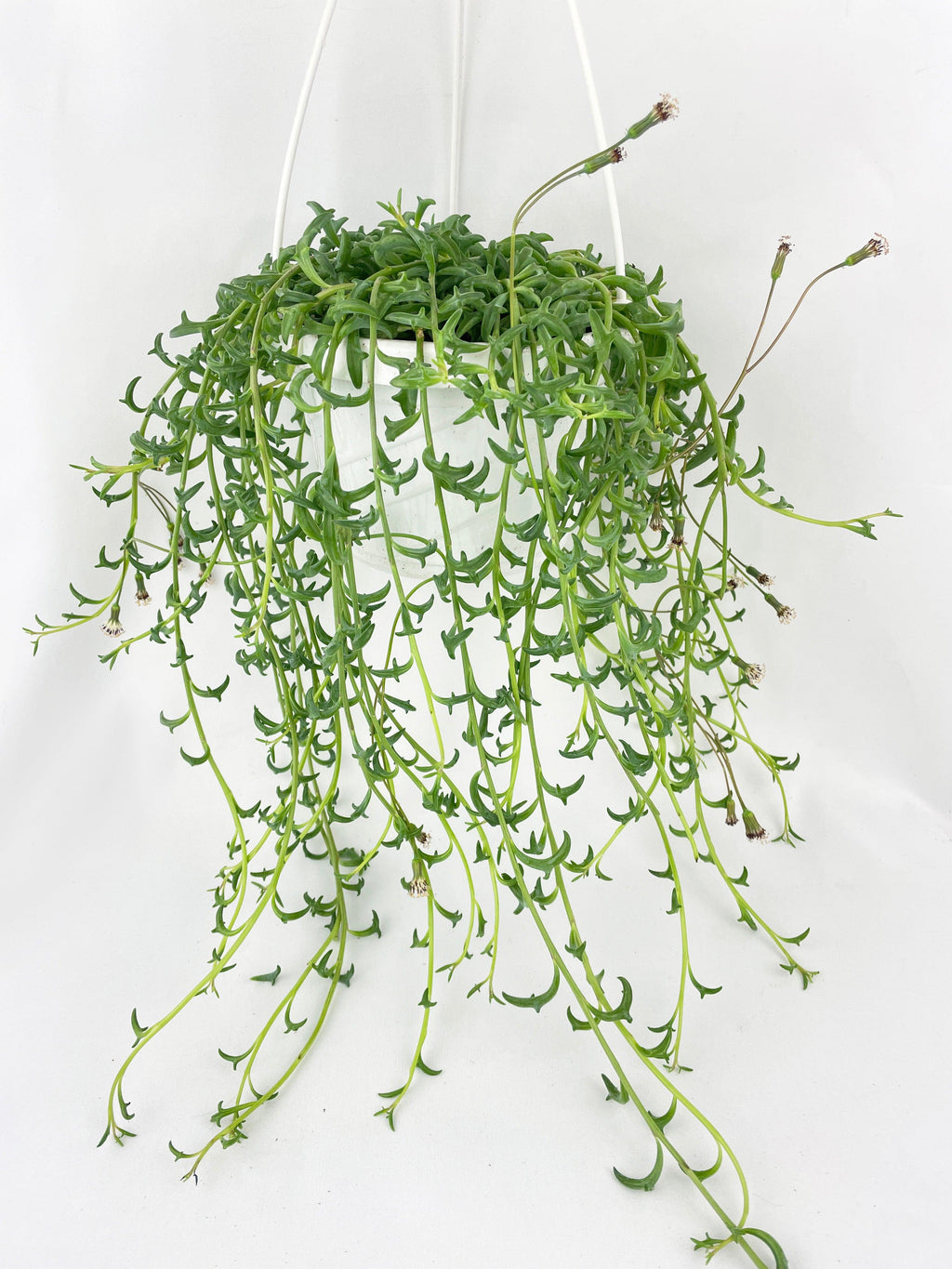 String of Dolphins