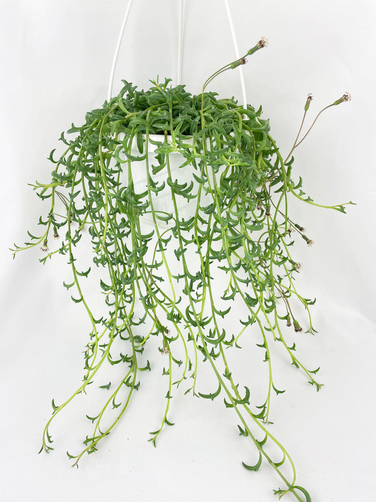 String of Dolphins