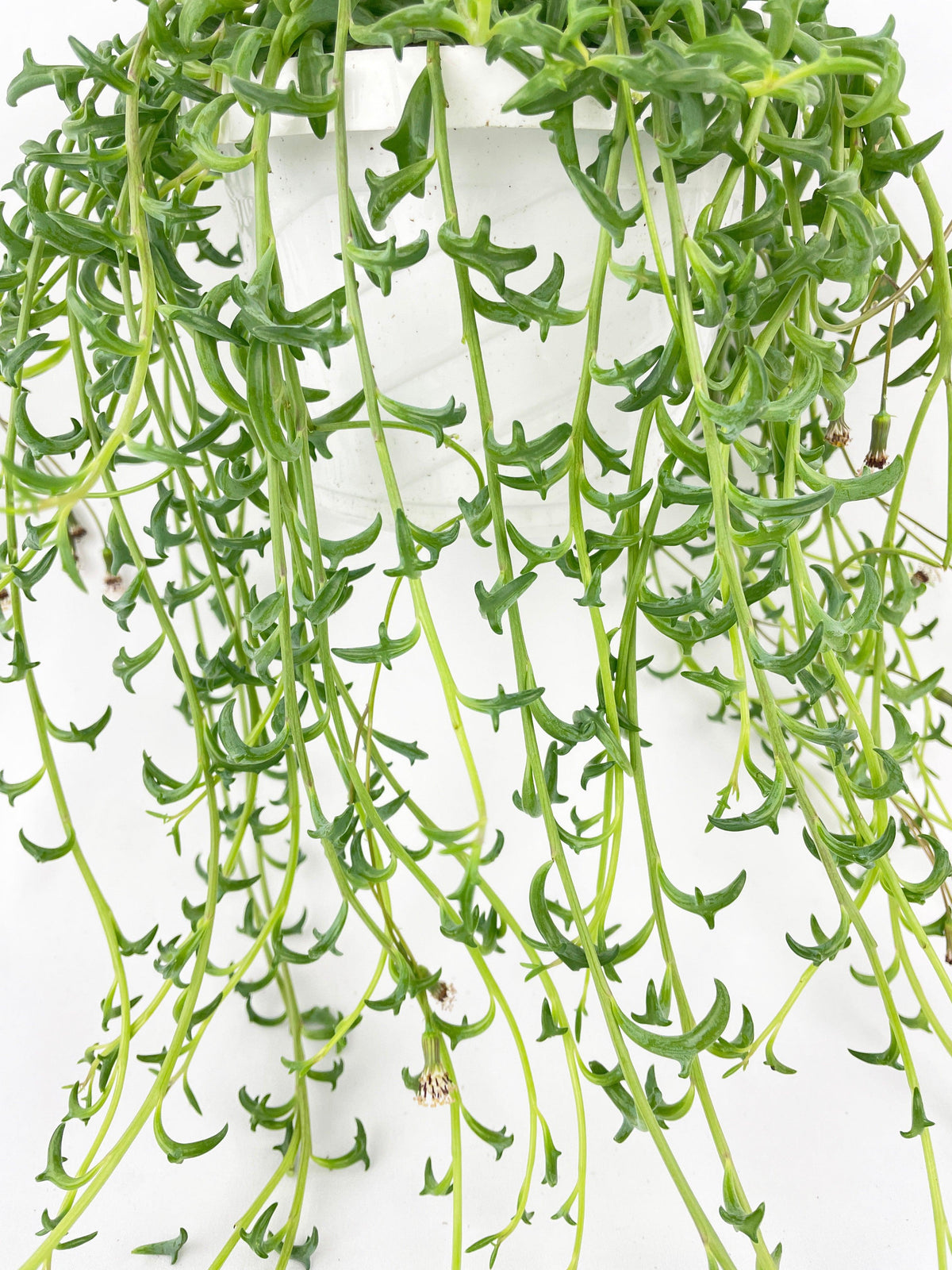 String of Dolphins