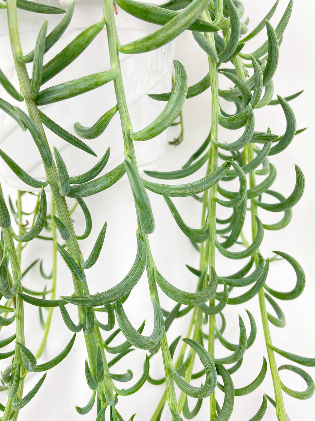 String of Fish Hooks
