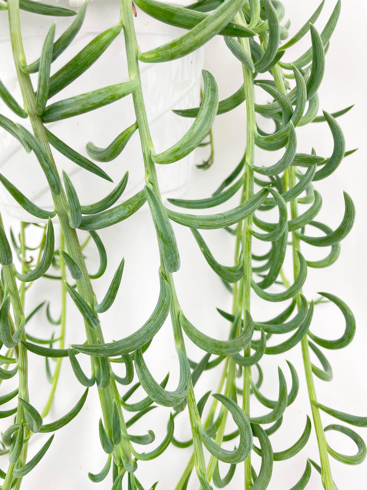 String of Fish Hooks