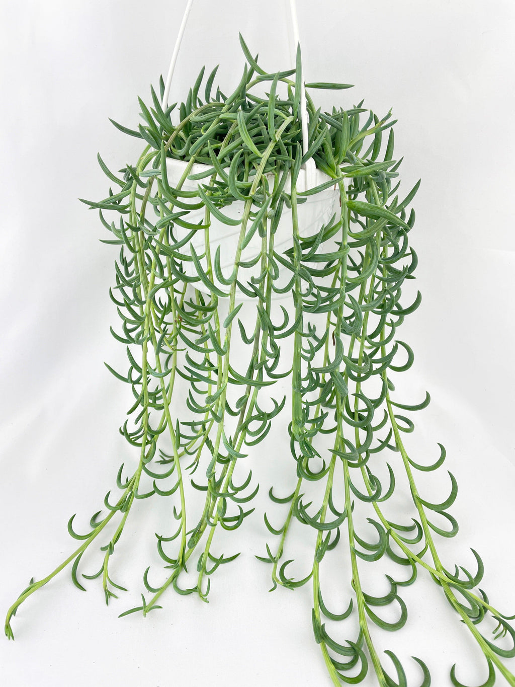 String of Fish Hooks
