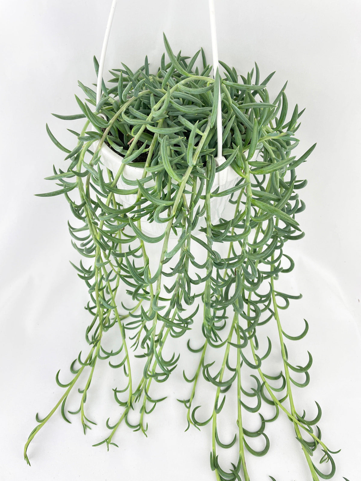 String of Fish Hooks