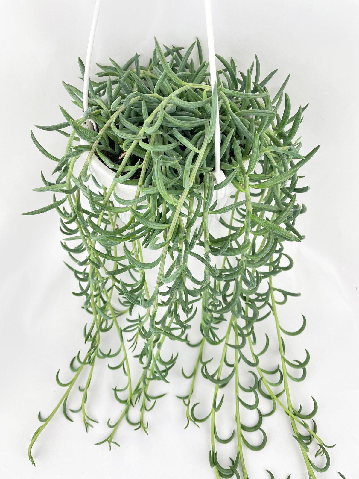 String of Fish Hooks