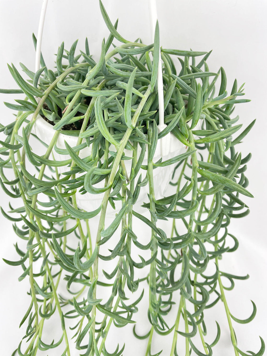 String of Fish Hooks