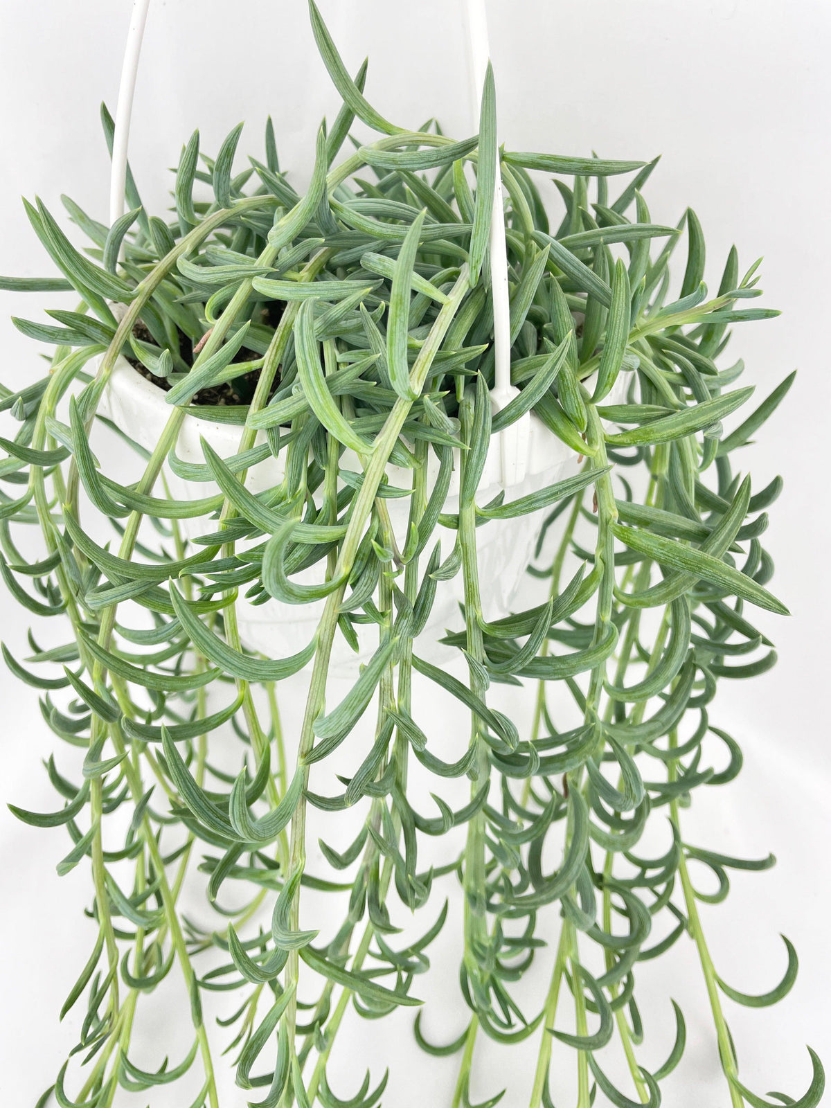 String of Fish Hooks