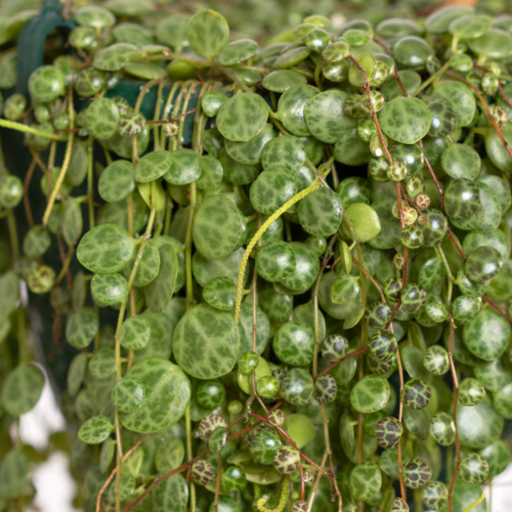 String of Turtles Trailing Plant