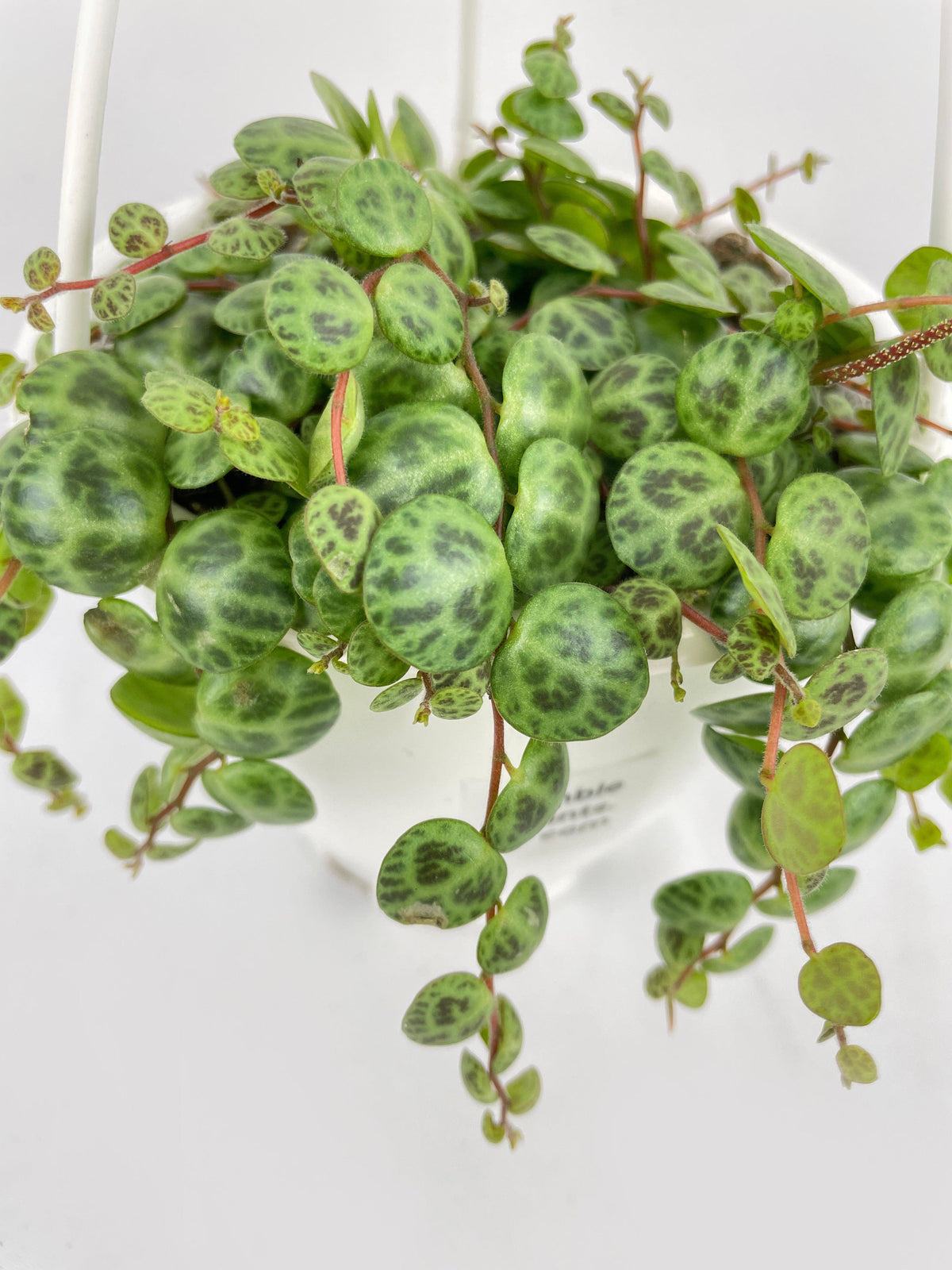 String of Turtles Succulent