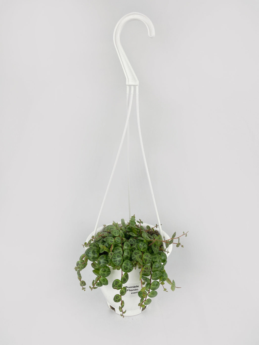 String of Turtles Succulent