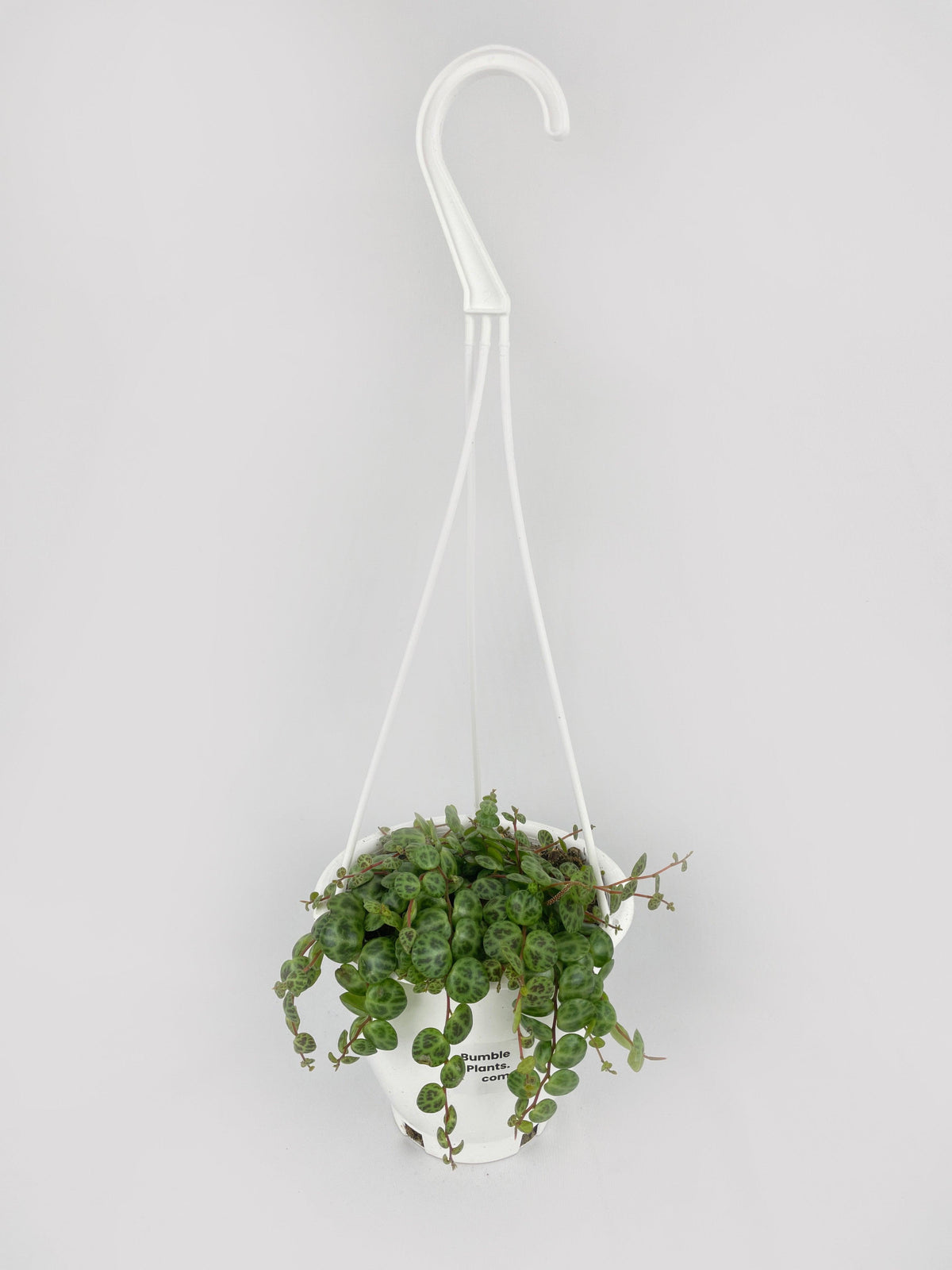 String of Turtles Succulent