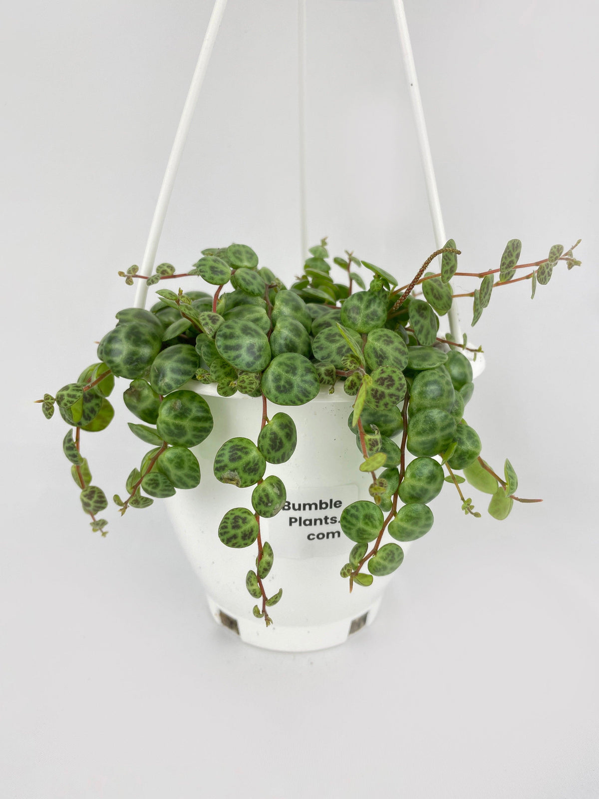 String of Turtles Succulent
