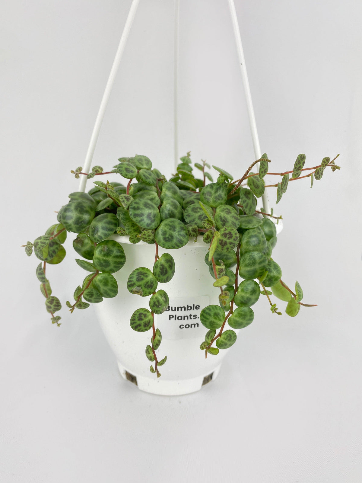 String of Turtles Succulent
