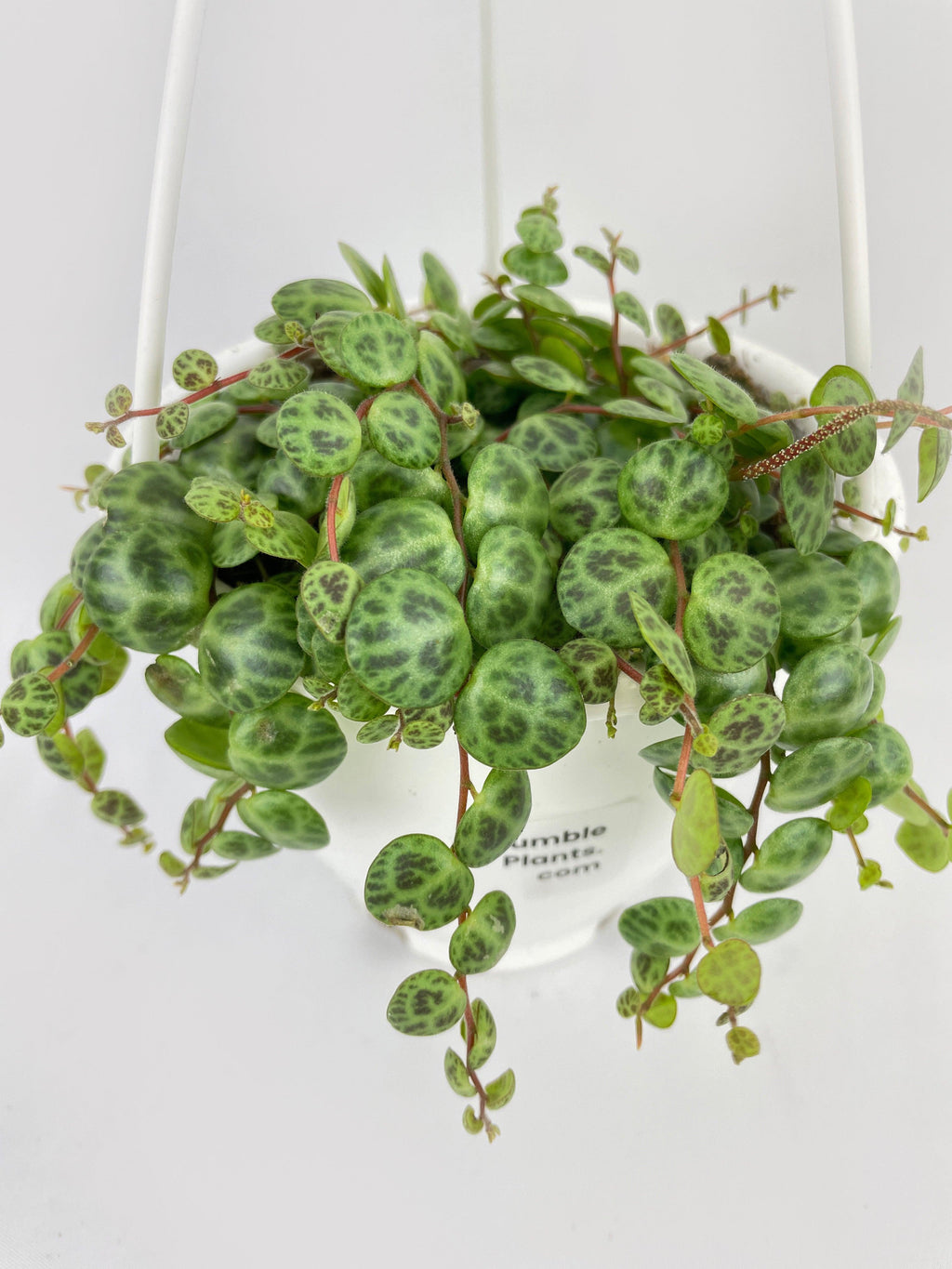 String of Turtles Succulent