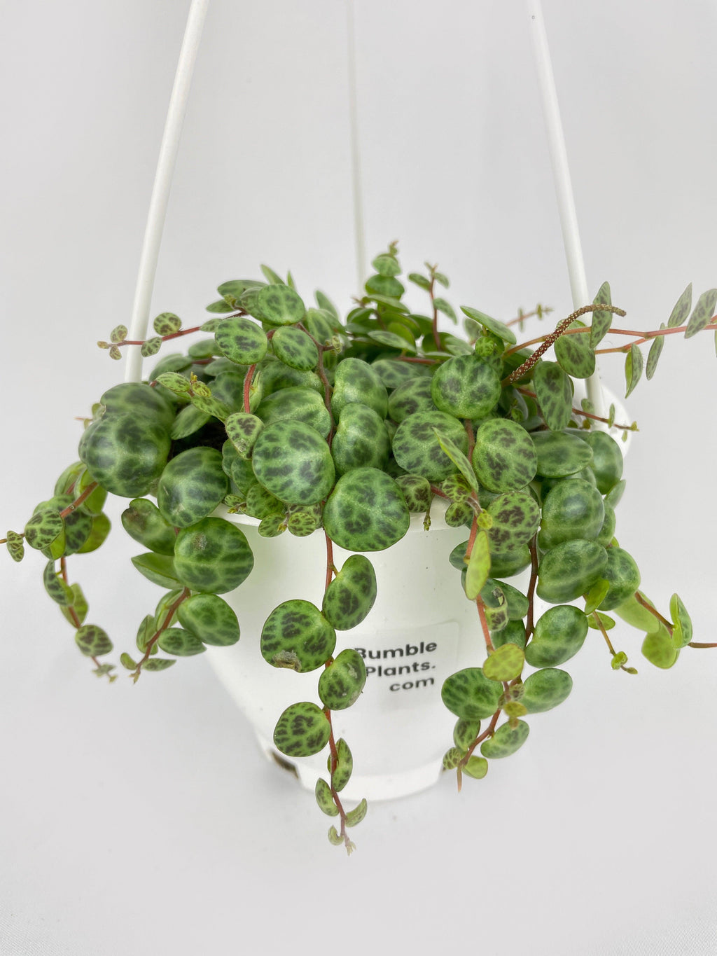 String of Turtles Succulent