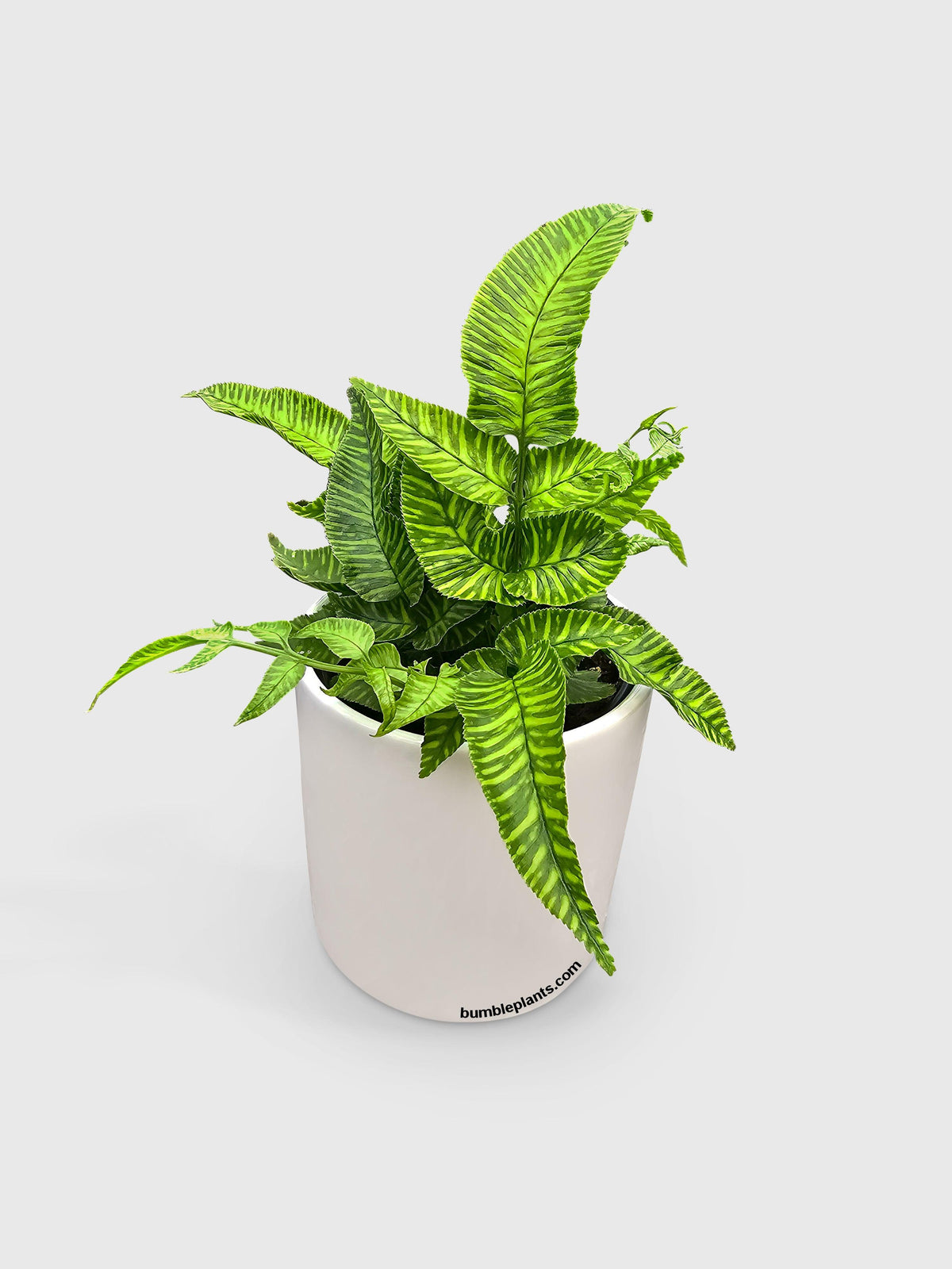 Striped Golden Zebra Bamboo Fern