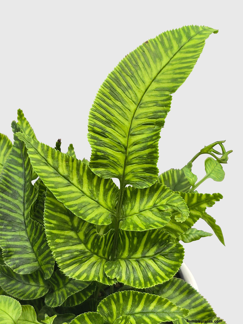 Striped Golden Zebra Bamboo Fern
