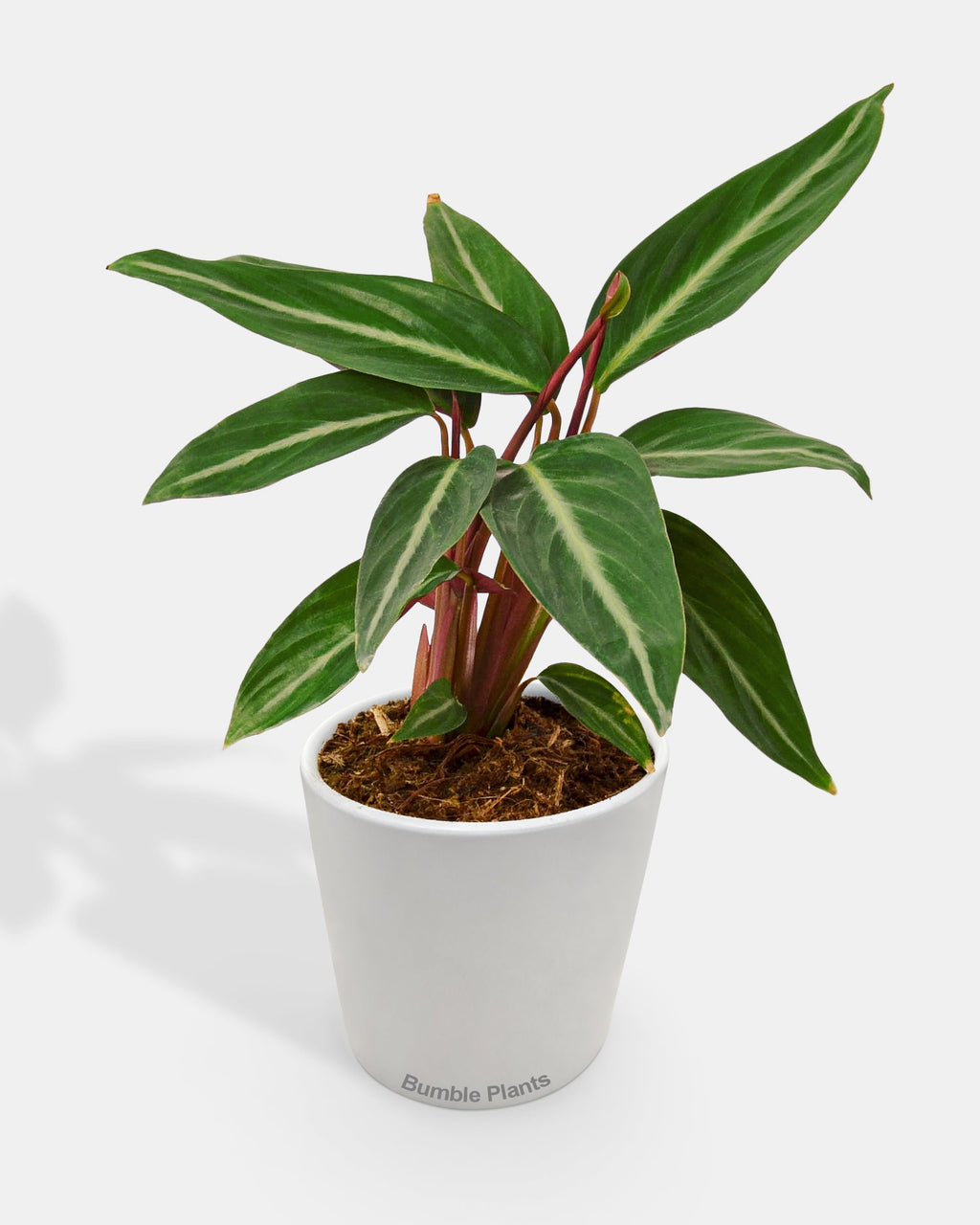 Stromanthe Sanguinea Tricolor