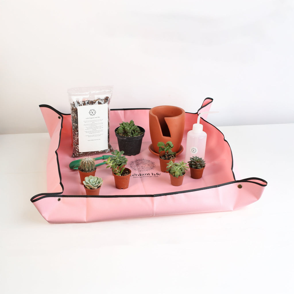 Succulent Terracotta Creations DIY Kit