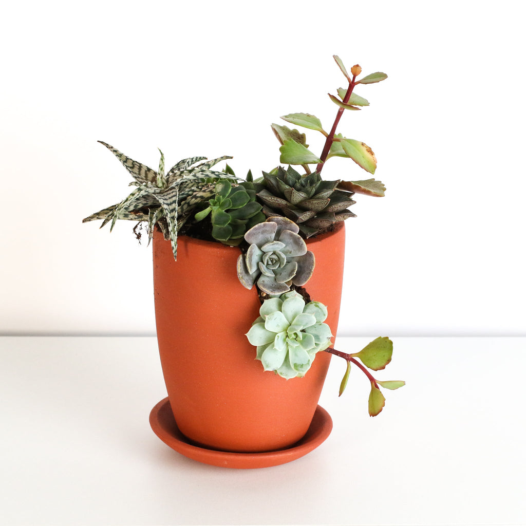 Succulent Terracotta Creations DIY Kit