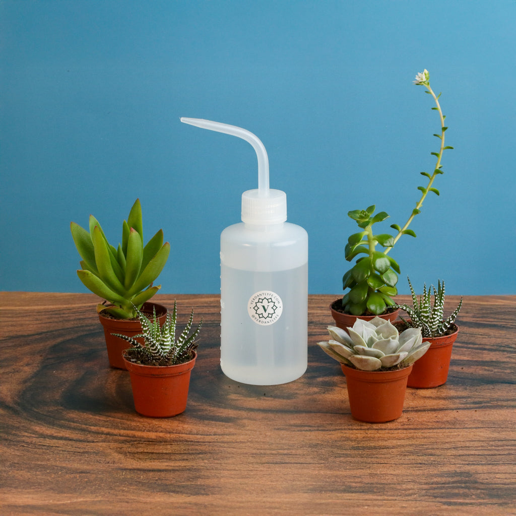Grower's Choice Succulent Symphony Bundle 3 or 5 pk