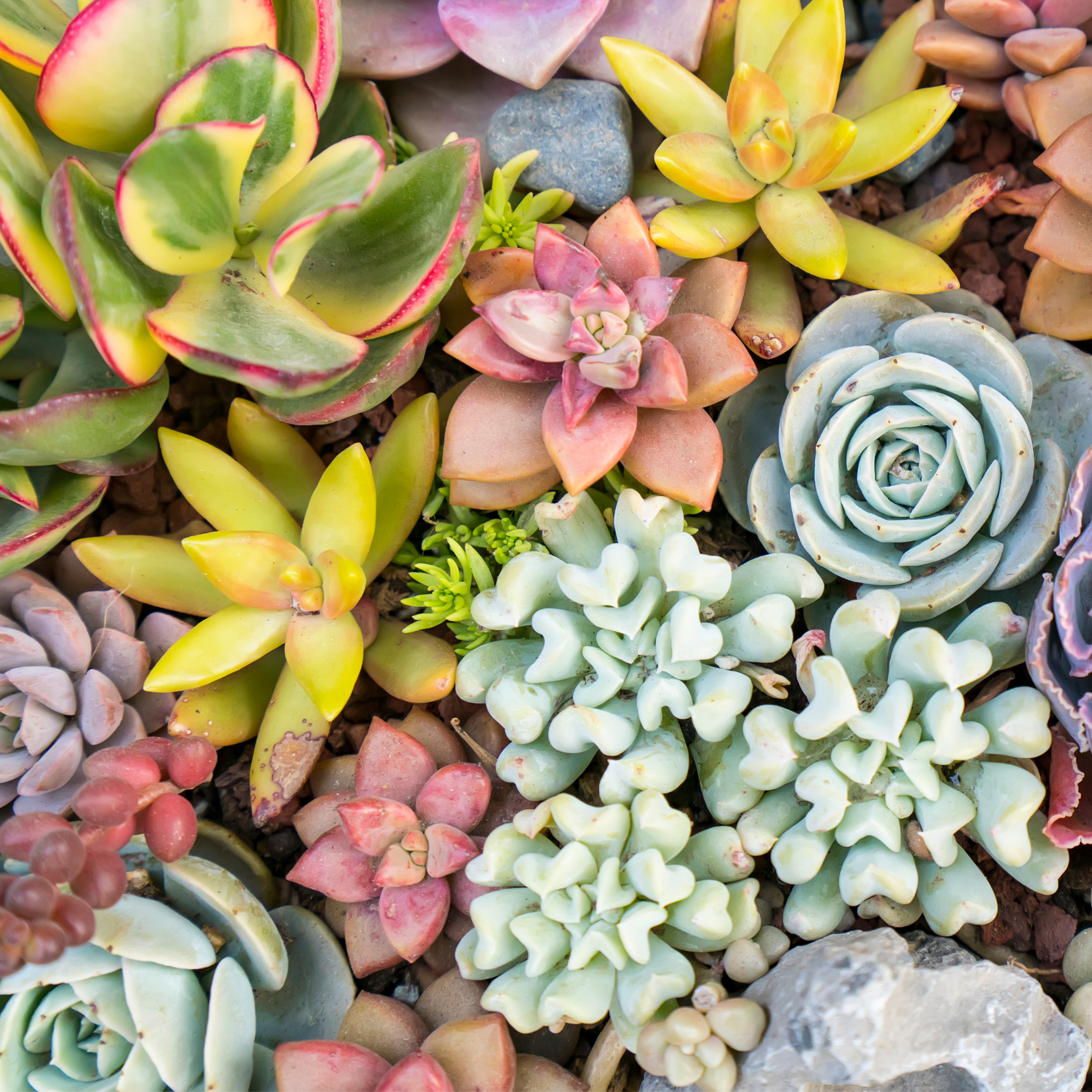 Grower's Choice Succulent Symphony Bundle 3 or 5 pk