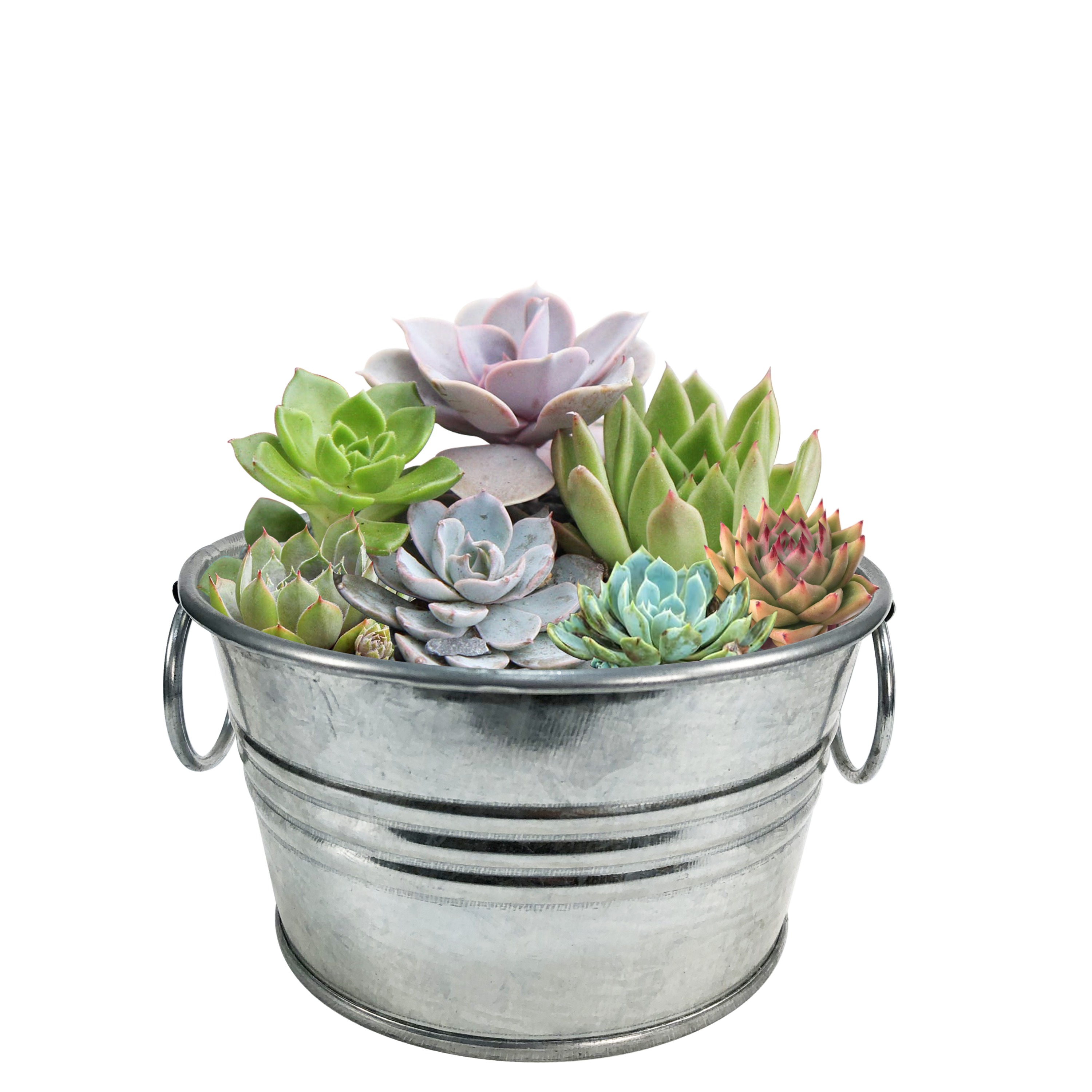 Flowering Tin Garden Variety Pack - 1 Each of 3 Varieties