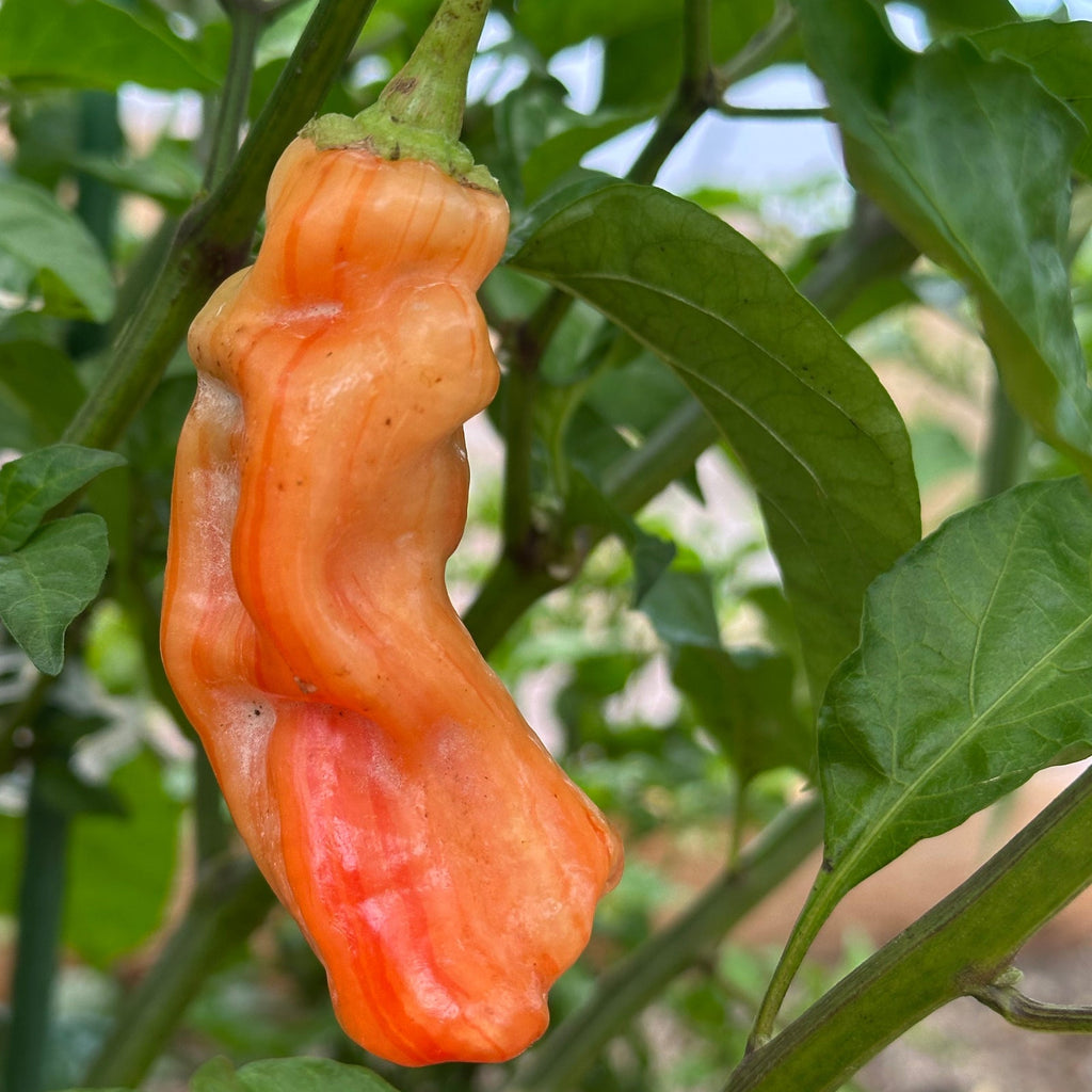 Sugar Rush Stripey Pepper Seeds