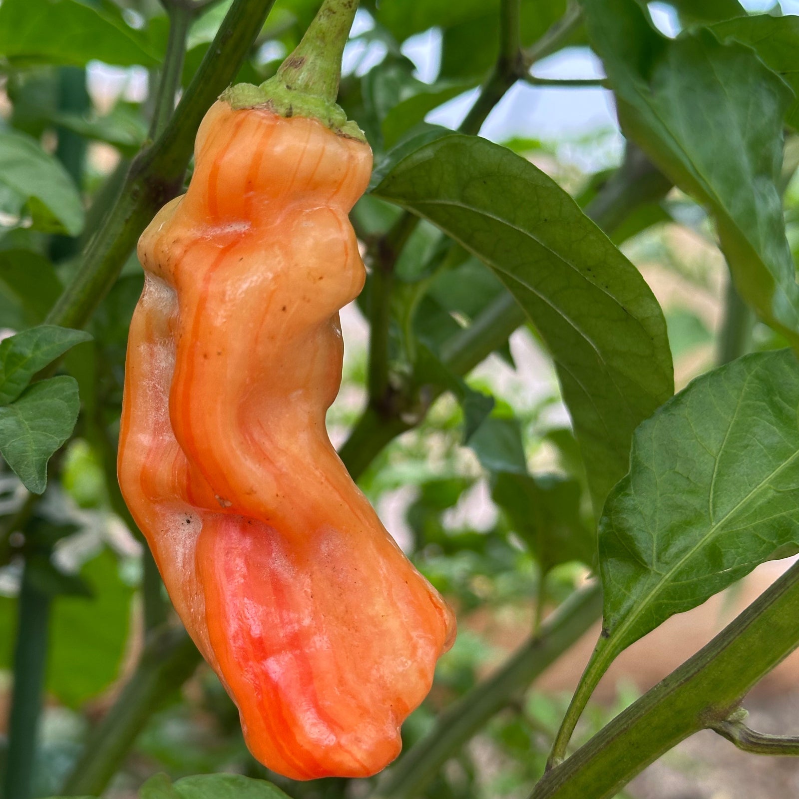 Sugar Rush Stripey Pepper Seeds