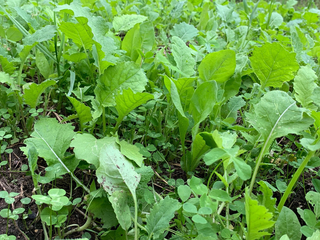 Sugar Momma™ Food Plot Seed