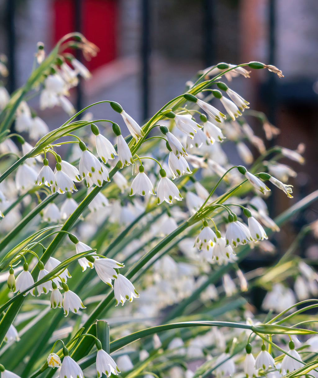 Summer Snowflake Leucojum - 25 bulbs