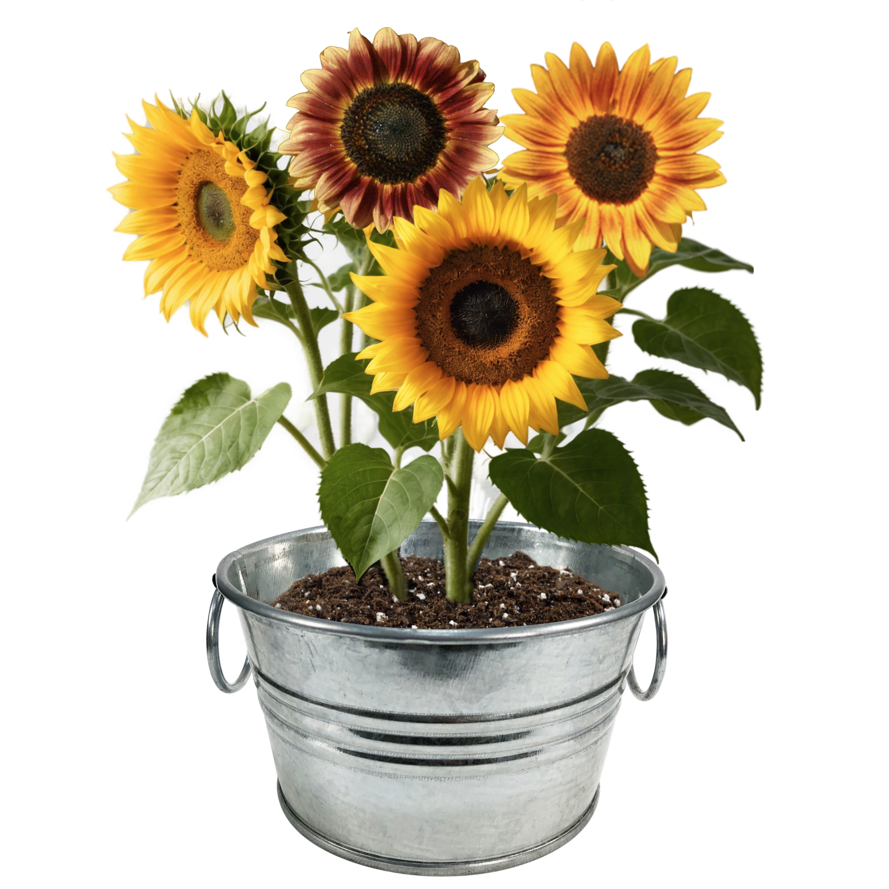 Flowering Tin Garden Variety Pack - 1 Each of 3 Varieties