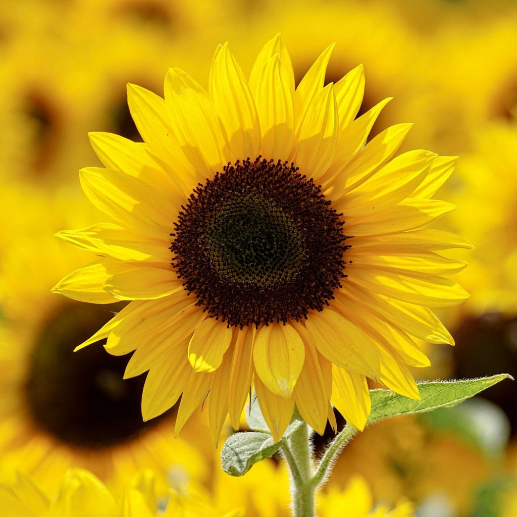 Golden Sunflower Wildflower Garden Confetti Seed Balls