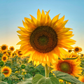 Mammoth Sunflower