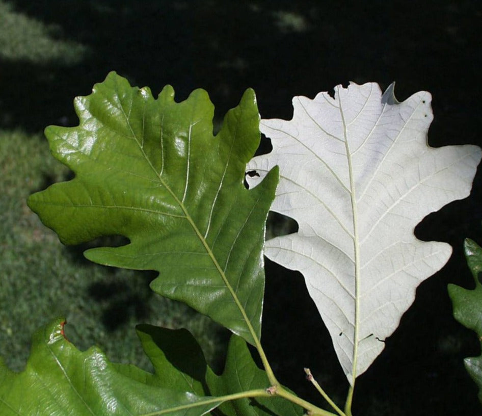Oak Tree 'Swamp White Oak'