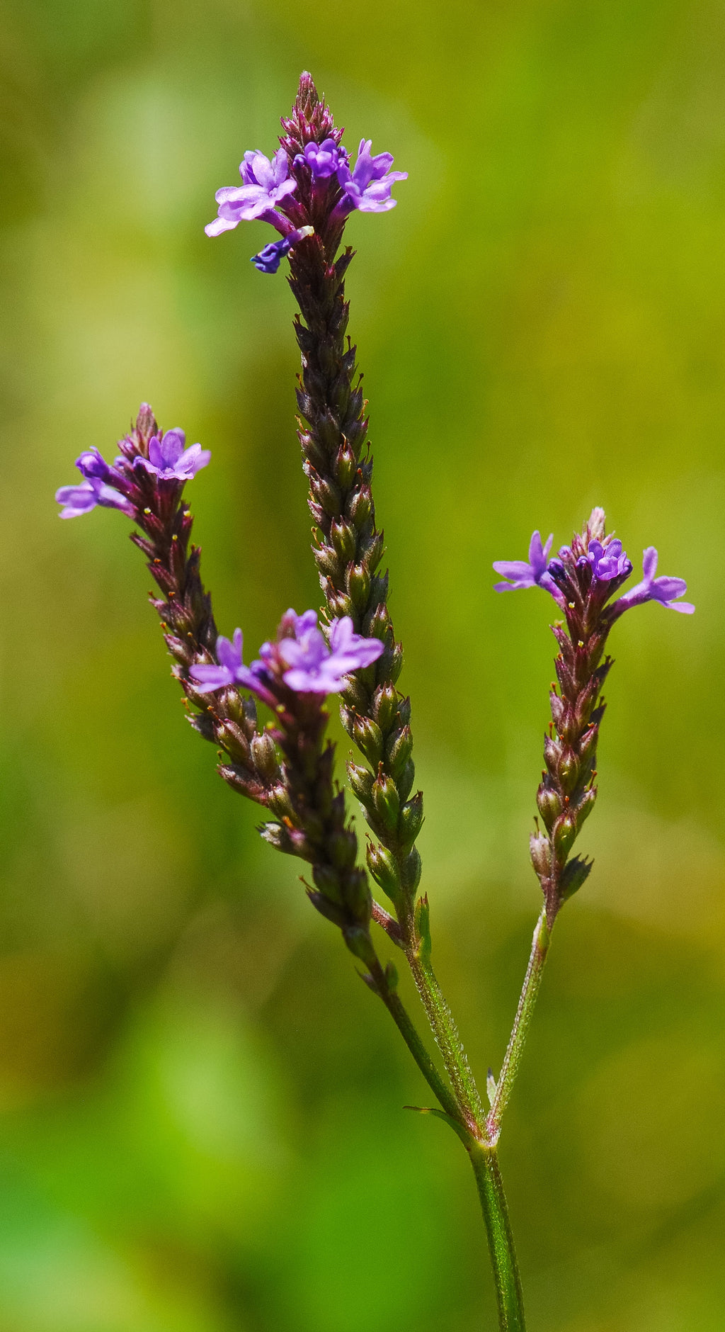 500 Blue Vervain Seeds - Verbena hastata Seeds